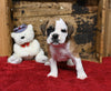 Boxer/Bulldog For Sale Fredericksburg OH Male-Brock