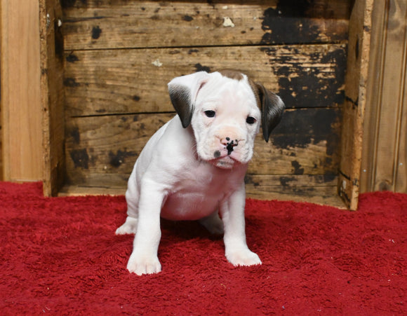 Boxer/Bulldog For Sale Fredericksburg OH Male-Baxter