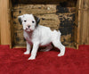 Boxer/Bulldog For Sale Fredericksburg OH Male-Baxter
