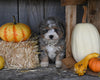 Micro Mini Bernedoodle For Sale Millersburg OH Female-Pookie