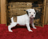 Boxer/Bulldog For Sale Fredericksburg OH Male-Baxter