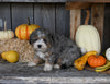 Micro Mini Bernedoodle For Sale Millersburg OH Female-Pookie