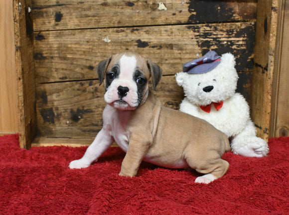 Boxer/Bulldog For Sale Fredericksburg OH Male-Boo