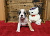 Boxer/Bulldog For Sale Fredericksburg OH Male-Boo