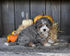 Micro Mini Bernedoodle For Sale Millersburg OH Female-Pookie