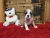 Boxer/Bulldog For Sale Fredericksburg OH Male-Boo