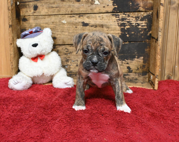 Boxer/Bulldog For Sale Fredericksburg OH Female-Brooklyn