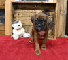 AKC Registered Boxer For Sale Fredericksburg OH Male-Payton