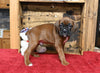 AKC Registered Boxer For Sale Fredericksburg OH Male-Payton