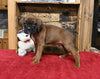 AKC Registered Boxer For Sale Fredericksburg OH Male-Payton