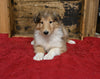 AKC Registered Collie Lassie For Sale Fredericksburg OH Female-Lindsey