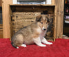 AKC Registered Collie Lassie For Sale Fredericksburg OH Male-Lee