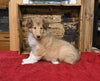 AKC Registered Collie Lassie For Sale Fredericksburg OH Female-Lucy