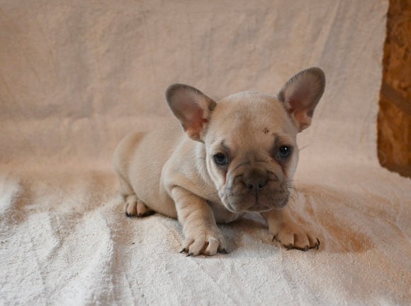 AKC Registered French Bulldog For Sale Wooster OH Female-Stella