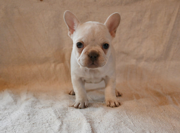 AKC Registered French Bulldog For Sale Wooster OH Female-Blossom