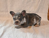 AKC Registered French Bulldog For Sale Wooster OH Female-Ava