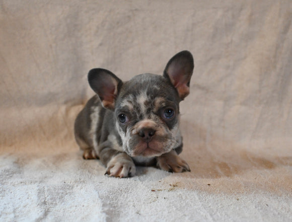 AKC Registered French Bulldog For Sale Wooster OH Female-Ava