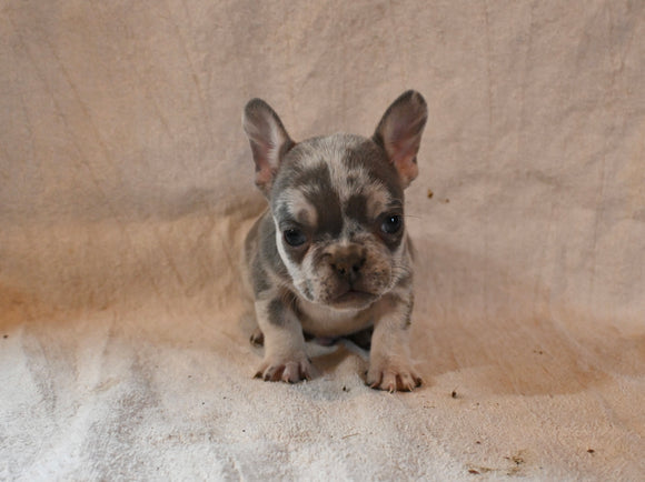 AKC Registered French Bulldog For Sale Wooster OH Male-Winston
