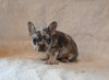 AKC Registered French Bulldog For Sale Wooster OH Male-Winston