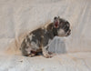 AKC Registered French Bulldog For Sale Wooster OH Male-Winston
