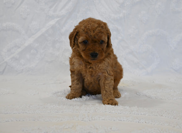 F1BB Mini Goldendoodle For Sale Sugarcreek OH Female-Barbie