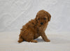 F1BB Mini Goldendoodle For Sale Sugarcreek OH Female-Barbie