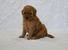 F1BB Mini Goldendoodle For Sale Sugarcreek OH Female-Barbie