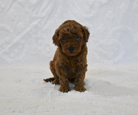 F1BB Mini Goldendoodle For Sale Sugarcreek OH Female-Bailey