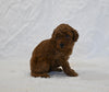 F1BB Mini Goldendoodle For Sale Sugarcreek OH Female-Bailey