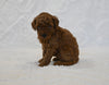 F1BB Mini Goldendoodle For Sale Sugarcreek OH Female-Bailey