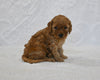 F1BB Mini Goldendoodle For Sale Sugarcreek OH male-Benji