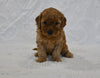 F1BB Mini Goldendoodle For Sale Sugarcreek OH male-Benji