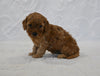 F1BB Mini Goldendoodle For Sale Sugarcreek OH male-Benji