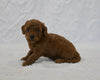 F1BB Mini Goldendoodle For Sale Sugarcreek OH Male-Billy