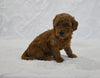 F1BB Mini Goldendoodle For Sale Sugarcreek OH Male-Billy