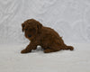 F1BB Mini Goldendoodle For Sale Sugarcreek OH Male-Buddy