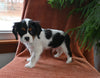 AKC Registered Cavalier KCS For Sale Millersburg OH Male-Rudolph