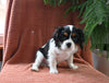 AKC Registered Cavalier KCS For Sale Millersburg OH Male-Rudolph