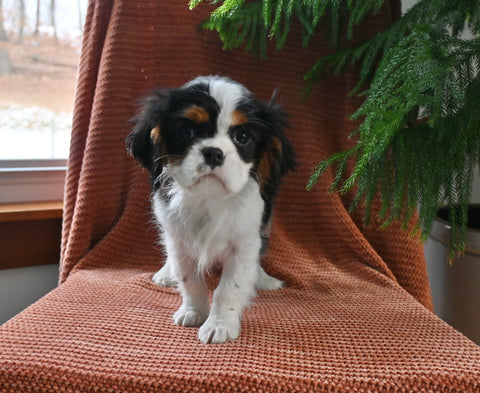 AKC Registered Cavalier KCS For Sale Millersburg OH Female-Crystal