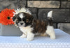 ACA Registered Shih Tzu For Sale Millersburg OH Male-Turbo