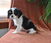 AKC Registered Cavalier KCS For Sale Millersburg OH Female-Crystal