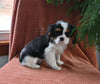 AKC Registered Cavalier KCS For Sale Millersburg OH Female-Crystal