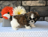 ACA Registered Shih Tzu For Sale Millersburg OH Male-Turbo