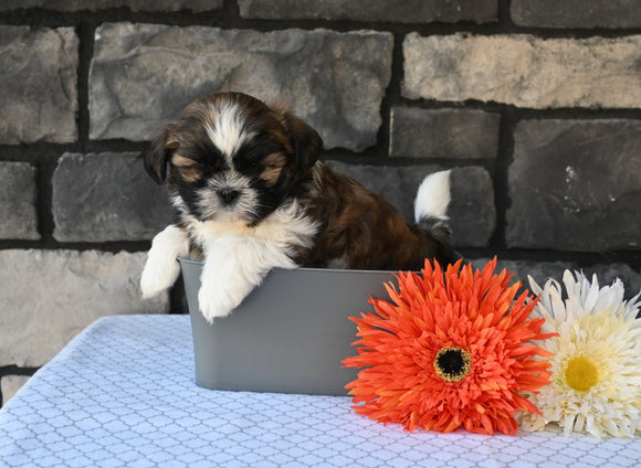 ACA Registered Shih Tzu For Sale Millersburg OH Male-Turbo