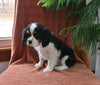 AKC Registered Cavalier KCS For Sale Millersburg OH Male-Nicholas