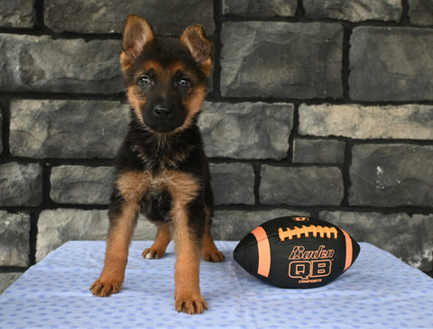 AKC Registered German Shepherd For Sale Millersburg OH Male-Bruno