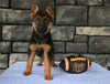 AKC Registered German Shepherd For Sale Millersburg OH Male-Bruno