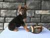 AKC Registered German Shepherd For Sale Millersburg OH Male-Bruno