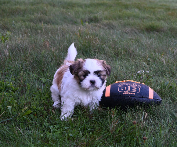 ACA Registered Shih Tzu For Sale Millersburg OH Male-Tyler