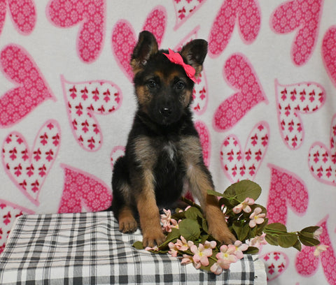 AKC Registered German Shepherd For Sale Millersburg OH Female-Beauty